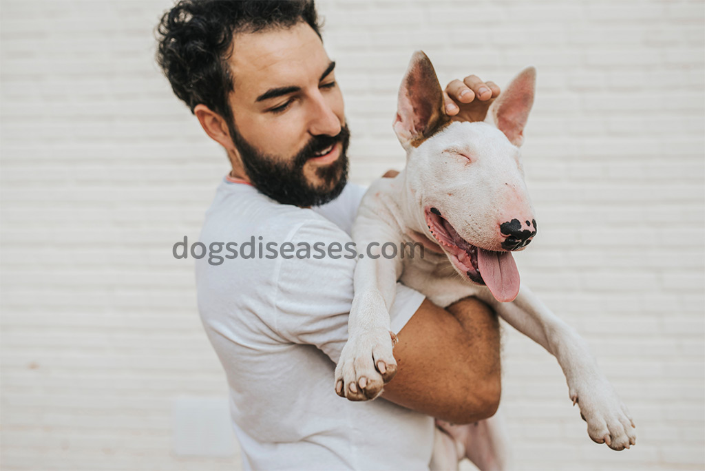 white bull terrier in the arms of a bearded man