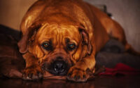 At what age does a boerboel become aggressive
