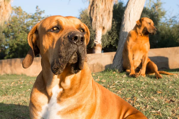 Understanding Boerboel Aggression: Age Matters