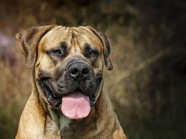 The Critical Period: When Boerboel Aggression Emerges