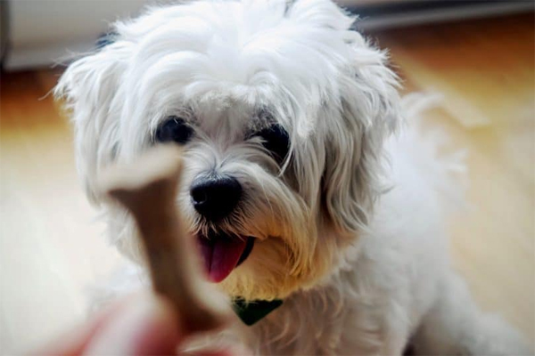 Training and Grooming Tips for a Maltese Shi Tzu
