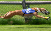 Winston dog speed
