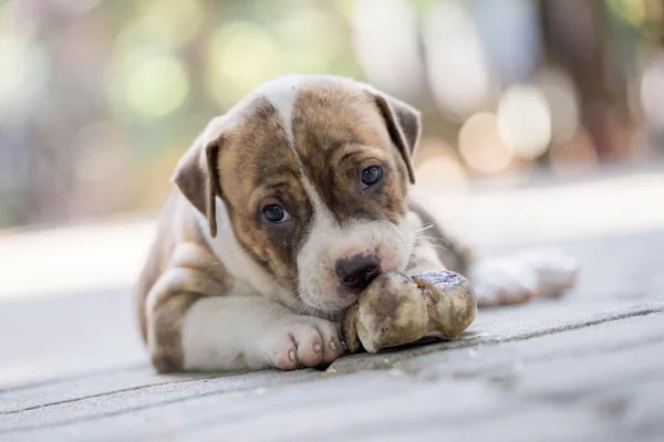 The Unveiling the Unsettling Reality: Understanding Why Your Puppy Hates Alone Time