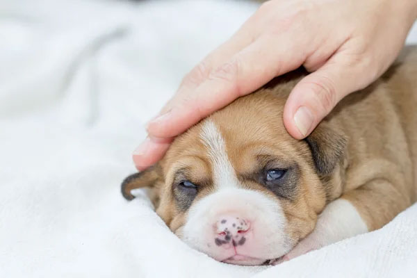 The Psychological Toll: How Separation Anxiety Affects Your Puppy's Well-being