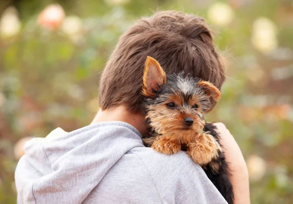 Unconditional Love in Words: Quotes from Dogs and Owners