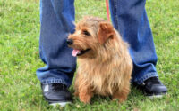 Norfolk terrier adoption