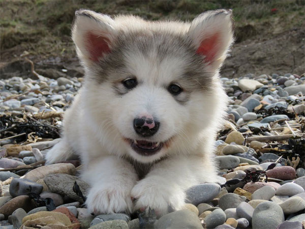 The Alaskan Malamute: A Mighty and Affectionate Lapdog, Despite Its Size