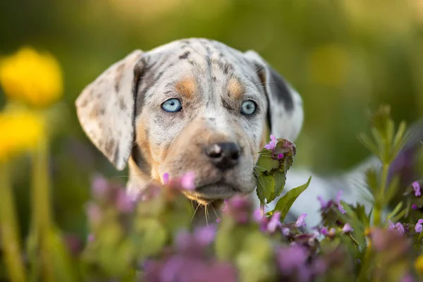 The Origins of the Catahoula: A Unique Breed with Diverse Ancestry