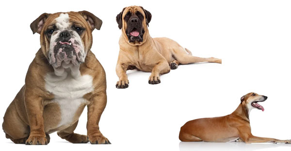 Bulldog, Mastiff, and Greyhound