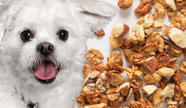 Thumbnail for Can Dogs Eat Strawberry Granola