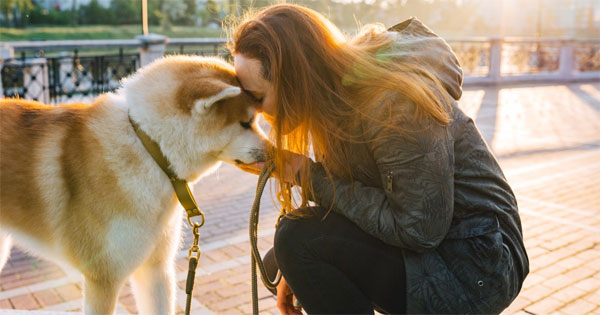 Akita: The Perfect Pooch for Adventure Seekers and Cuddle Enthusiasts!