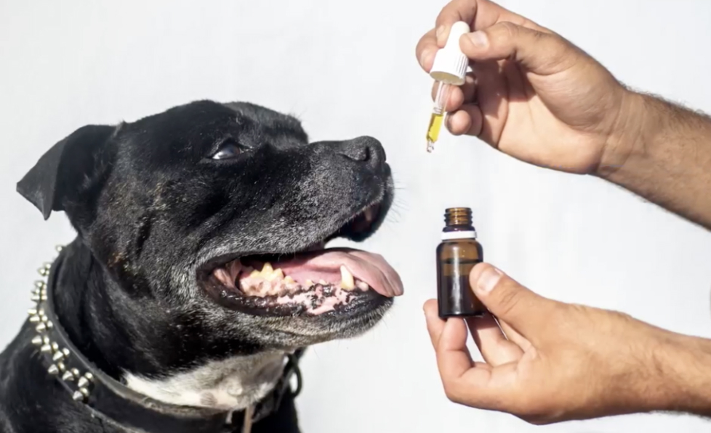 Grapes And Dog Weight Gain High Risk Factors Reference: Grapeseed Oil And Dogs Benefits Risks And Safe Use