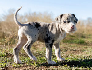 Pitbull Catahoula Puppies: Size, Temperament, and Care Guide