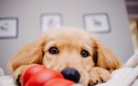 How to Prepare Your Home for a New Puppy: A Room-by-Room Checklist — Photo by Taylor Sondgeroth on Unsplash