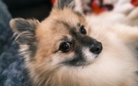 11 Mistakes First-Time Dog Owners Make (And How to Avoid Them) — Photo by Liam on Unsplash
