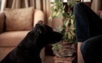 Why Your Dog Follows You Everywhere: The Science Behind Your Canine Shadow — Photo by Jonathan Cosens Photography on Unsplash