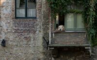 How to Stop Separation Anxiety in Dogs Naturally: 7 Proven Methods That Actually Work — Photo by Wietse Jongsma on Unsplash