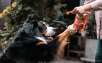 The Safest Human Foods Dogs Can Eat (And How to Serve Them) — Photo by Nicole Calmet on Unsplash
